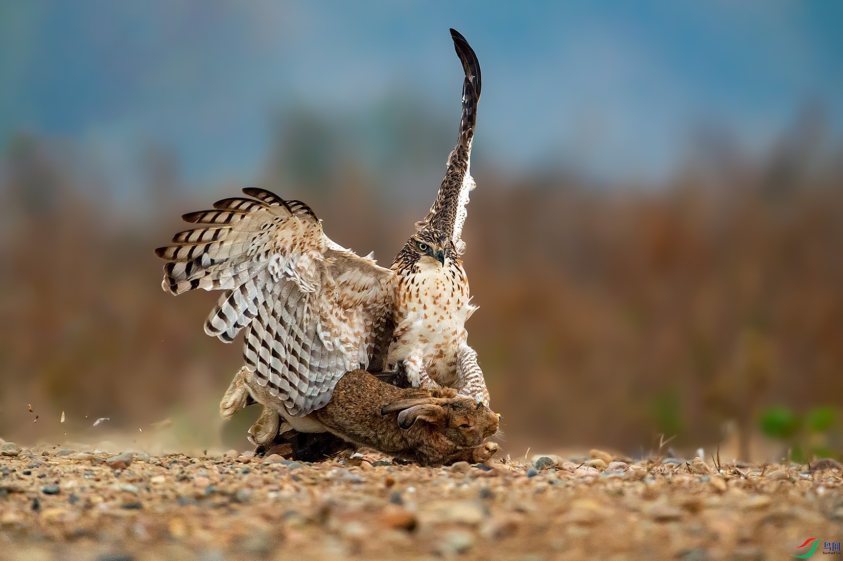 DSC_6079-a.jpg