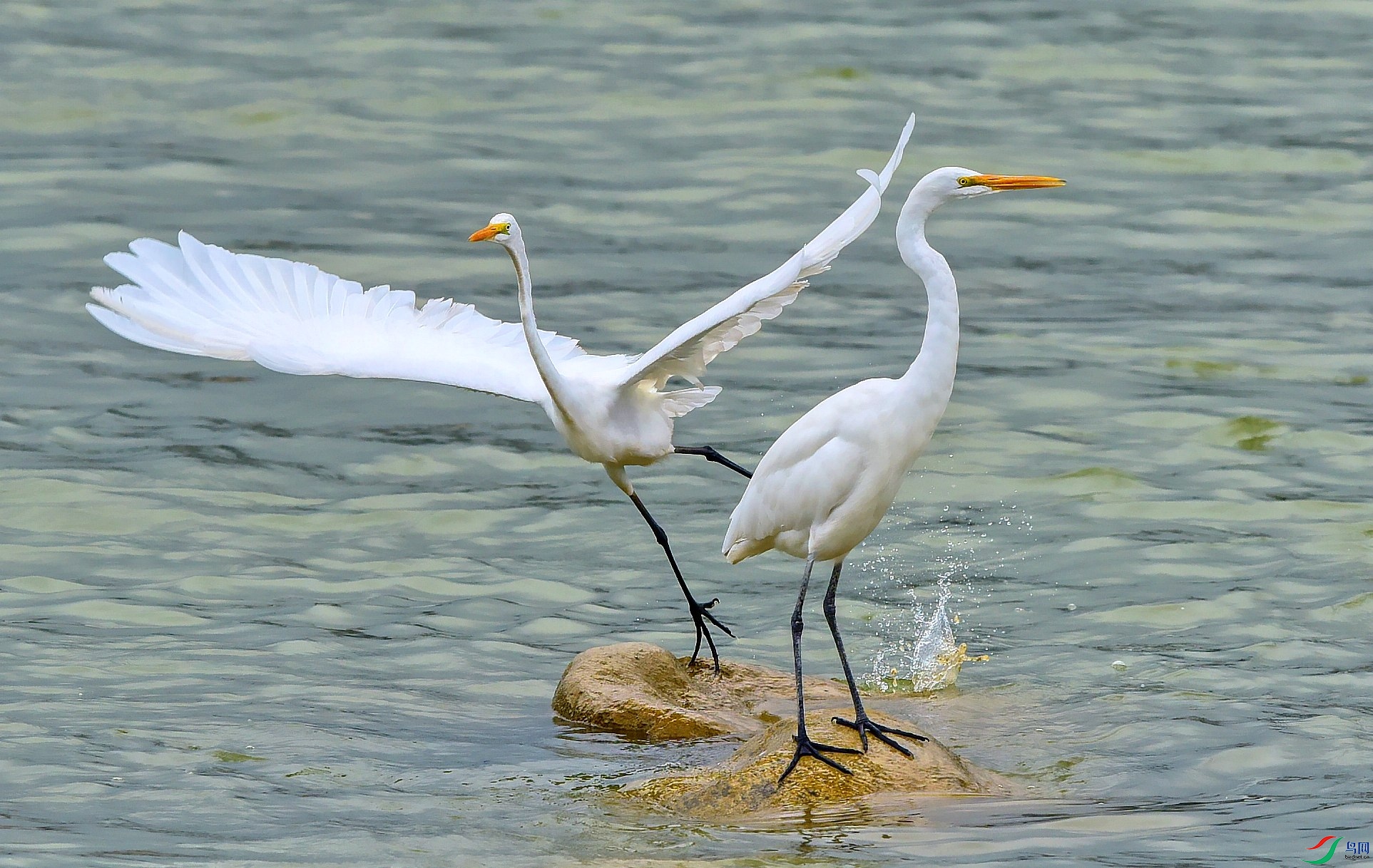 DSC_1303_conew5.jpg