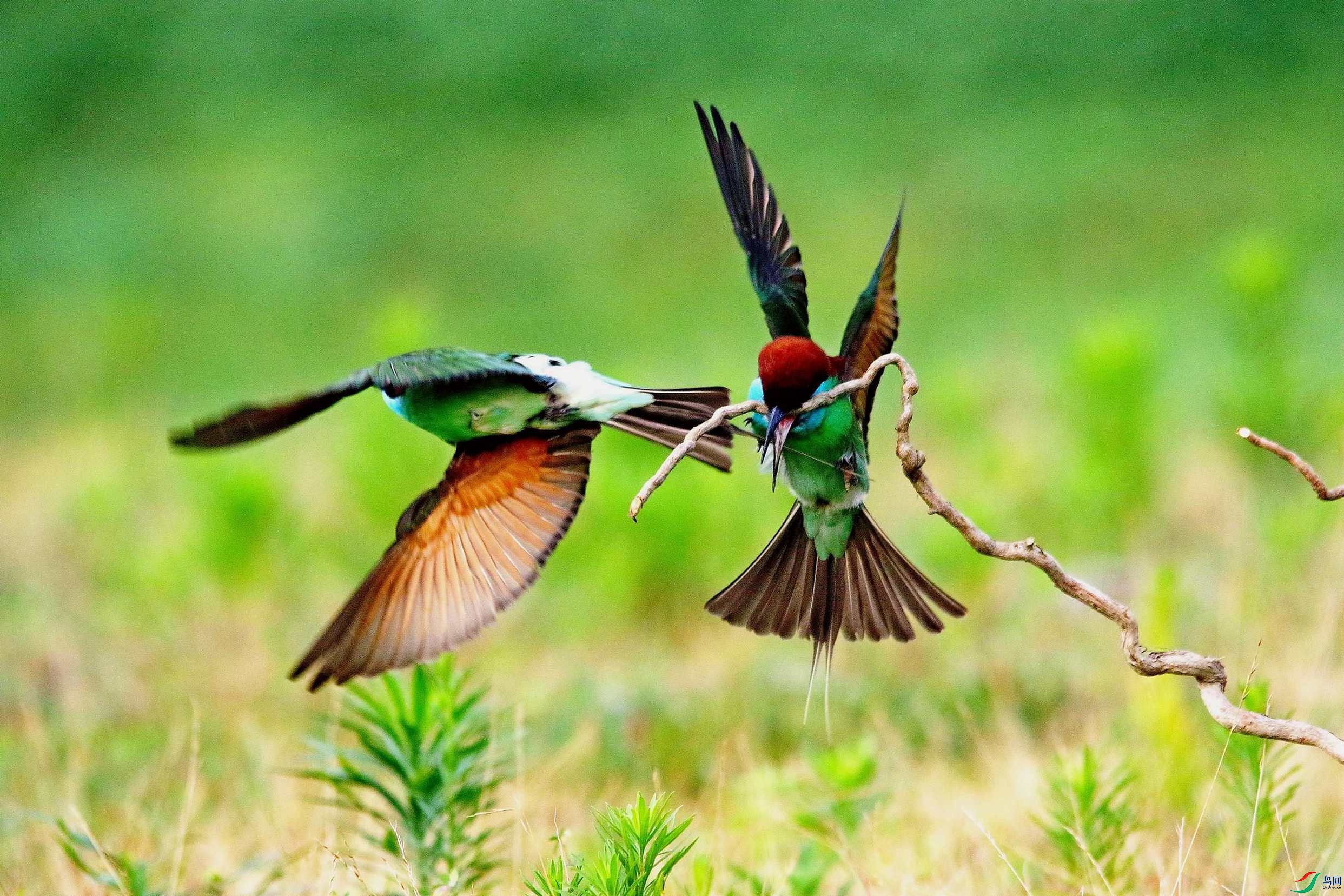 �����仢 (19).JPG