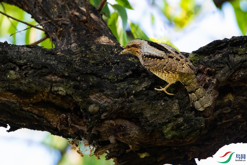 DSC_1004a.jpg