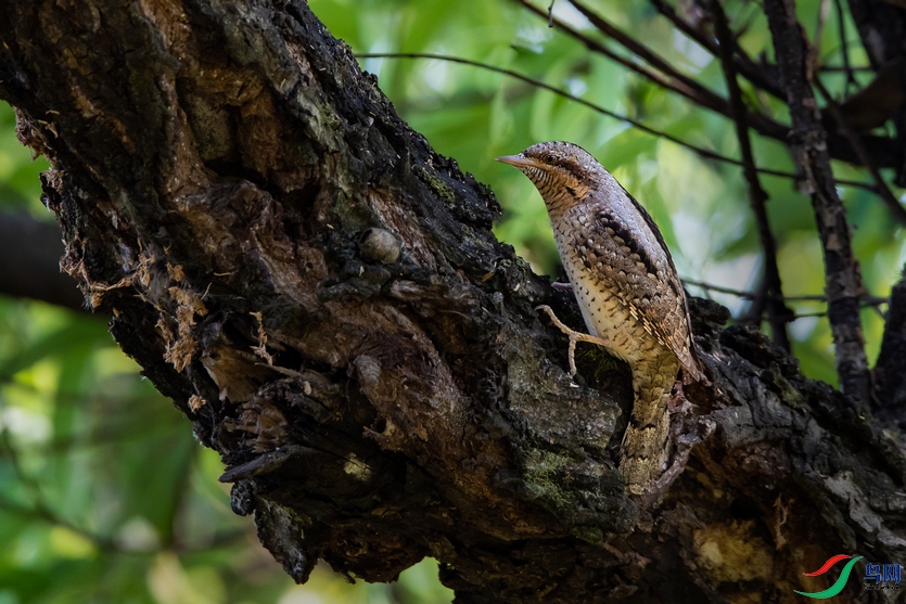 DSC_1023a.jpg