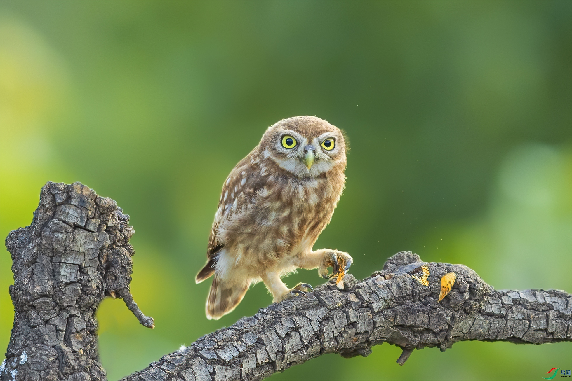 猫头鹰的家族群像之七纵纹腹小鸮