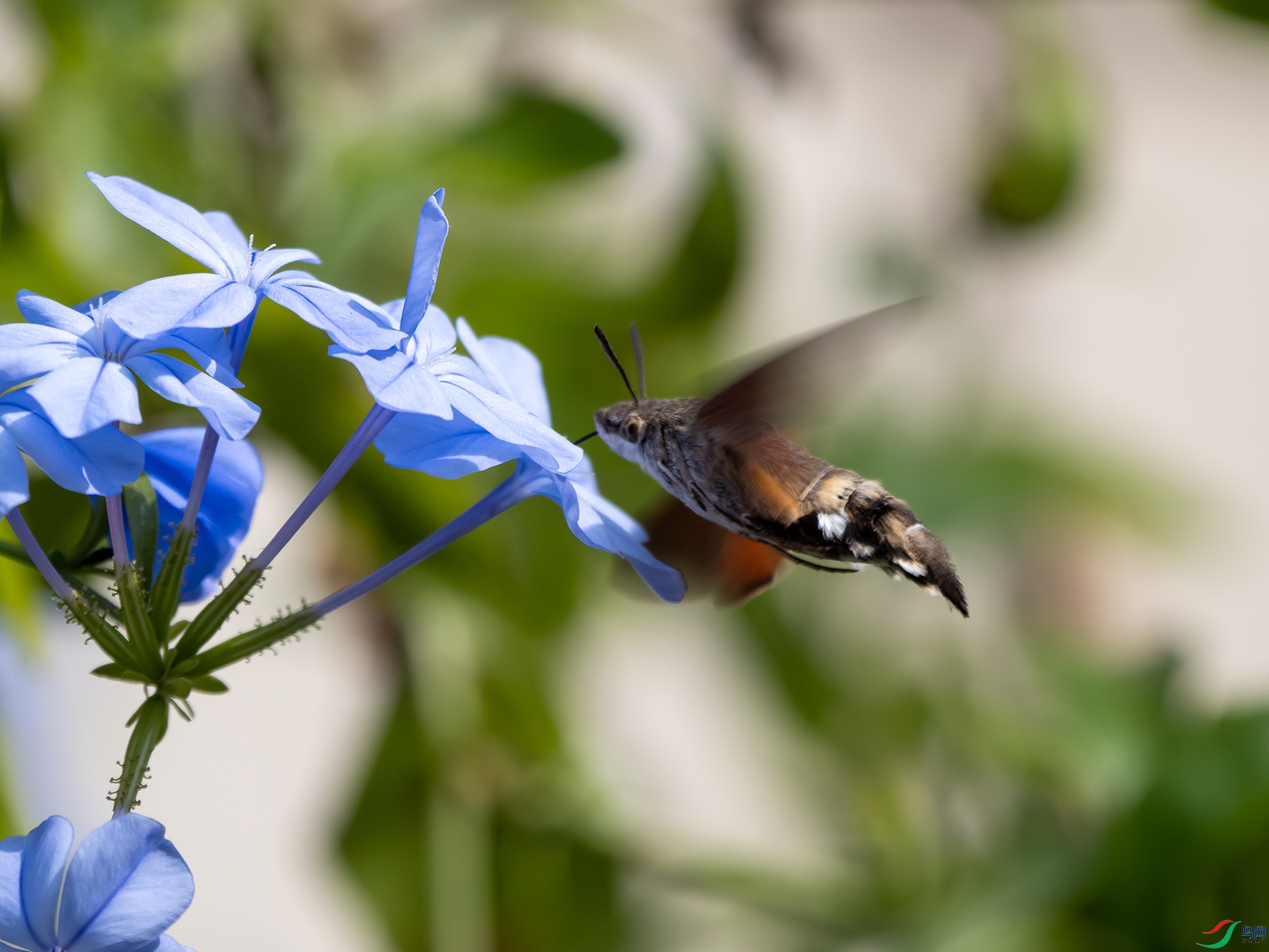 ����ӥ������