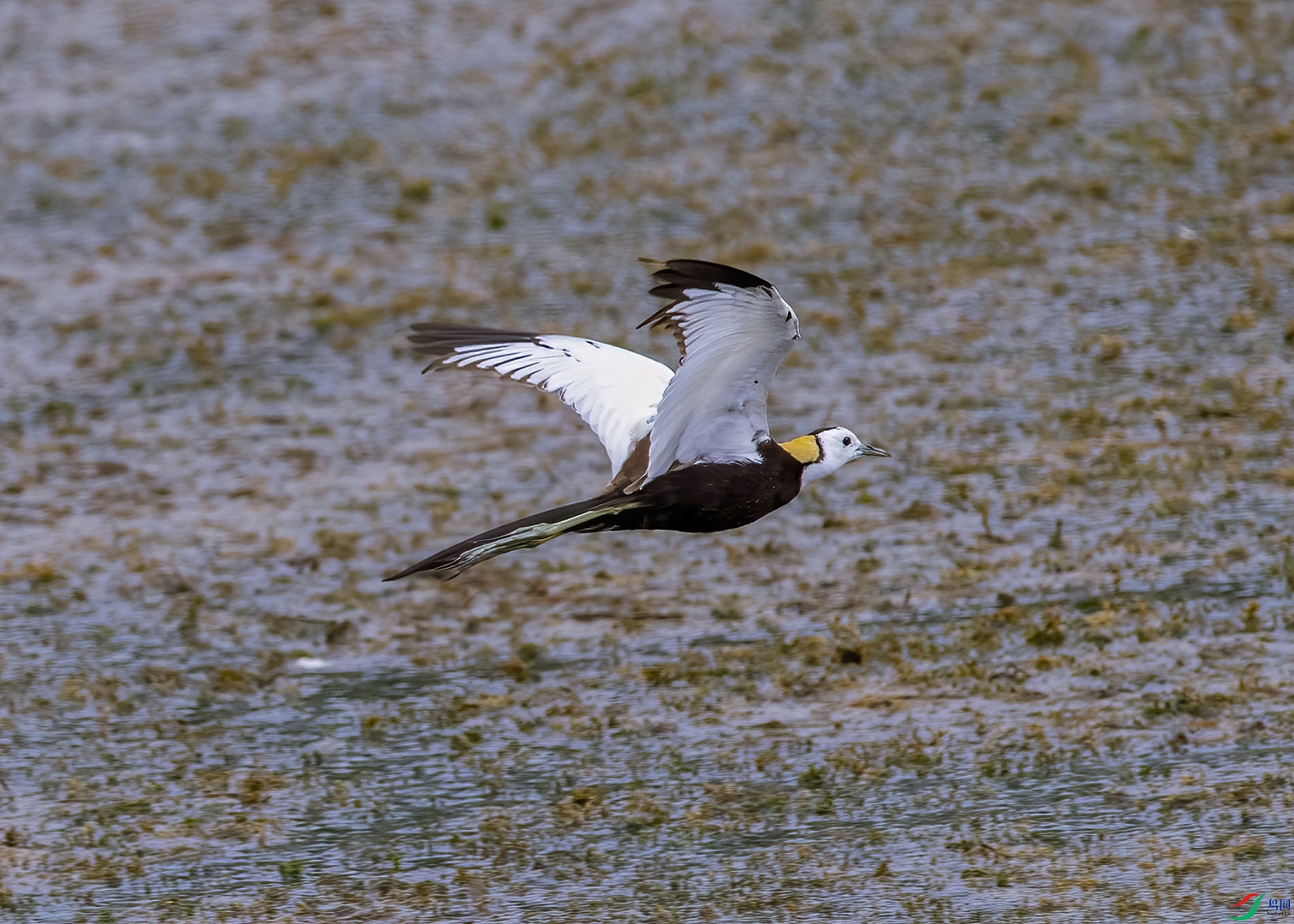 D5W_4656-1.jpg