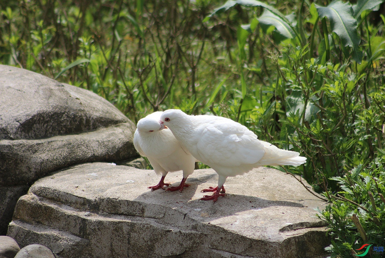 IMG_0115.jpg
