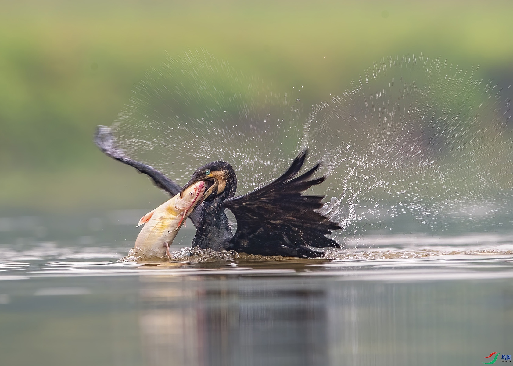 D5W_2846-1.jpg