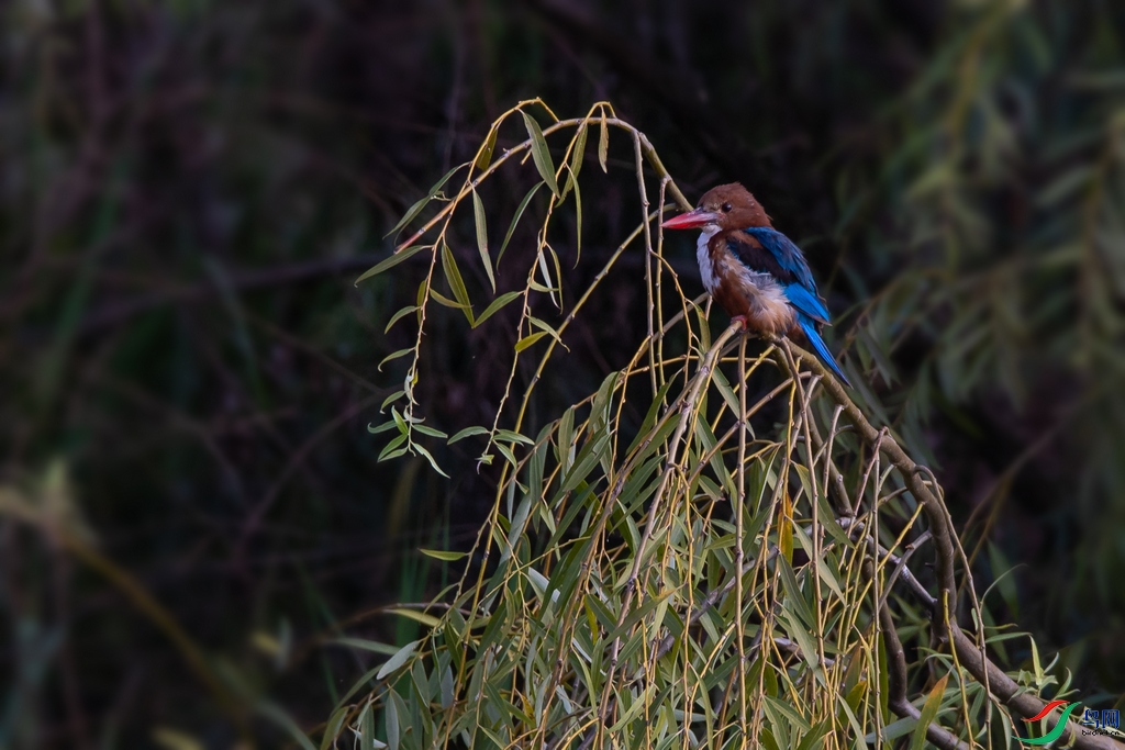 DSC_9273a.jpg
