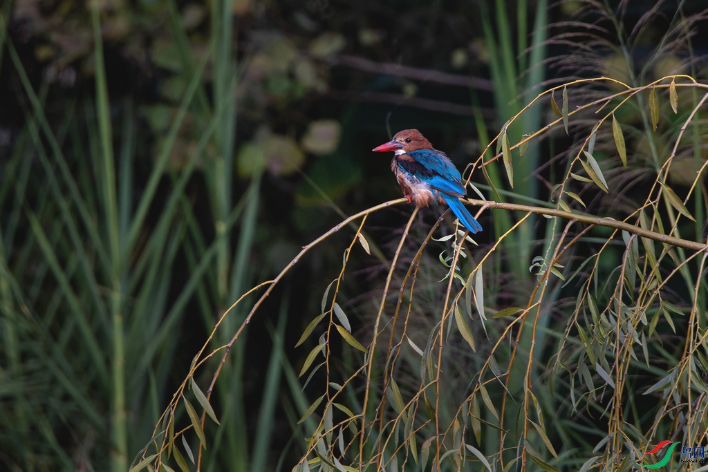 DSC_9293a.jpg