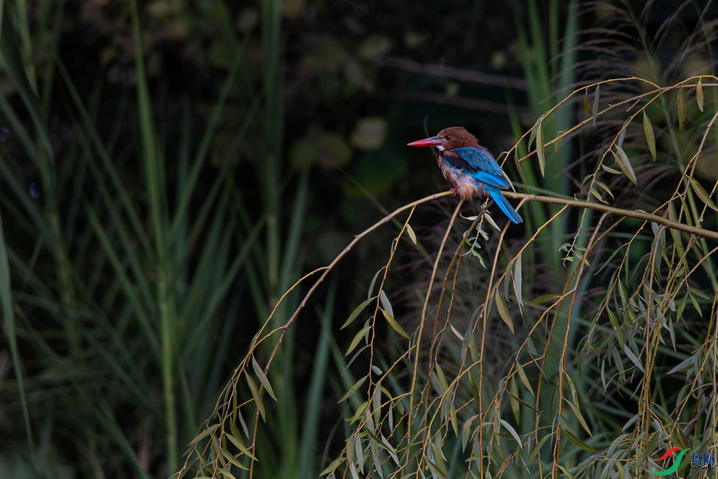 DSC_9297a.jpg