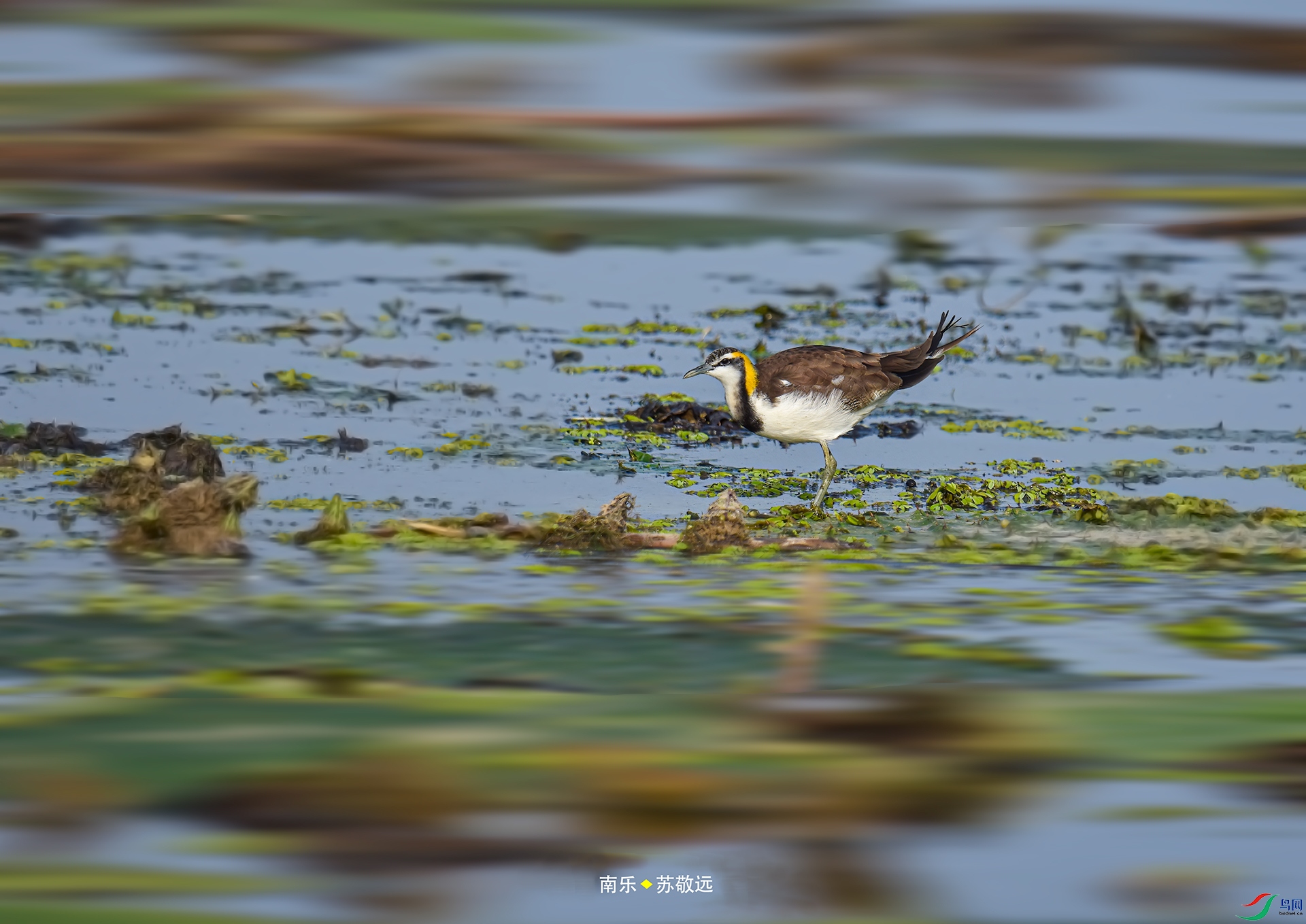 _DSC6075С.jpg