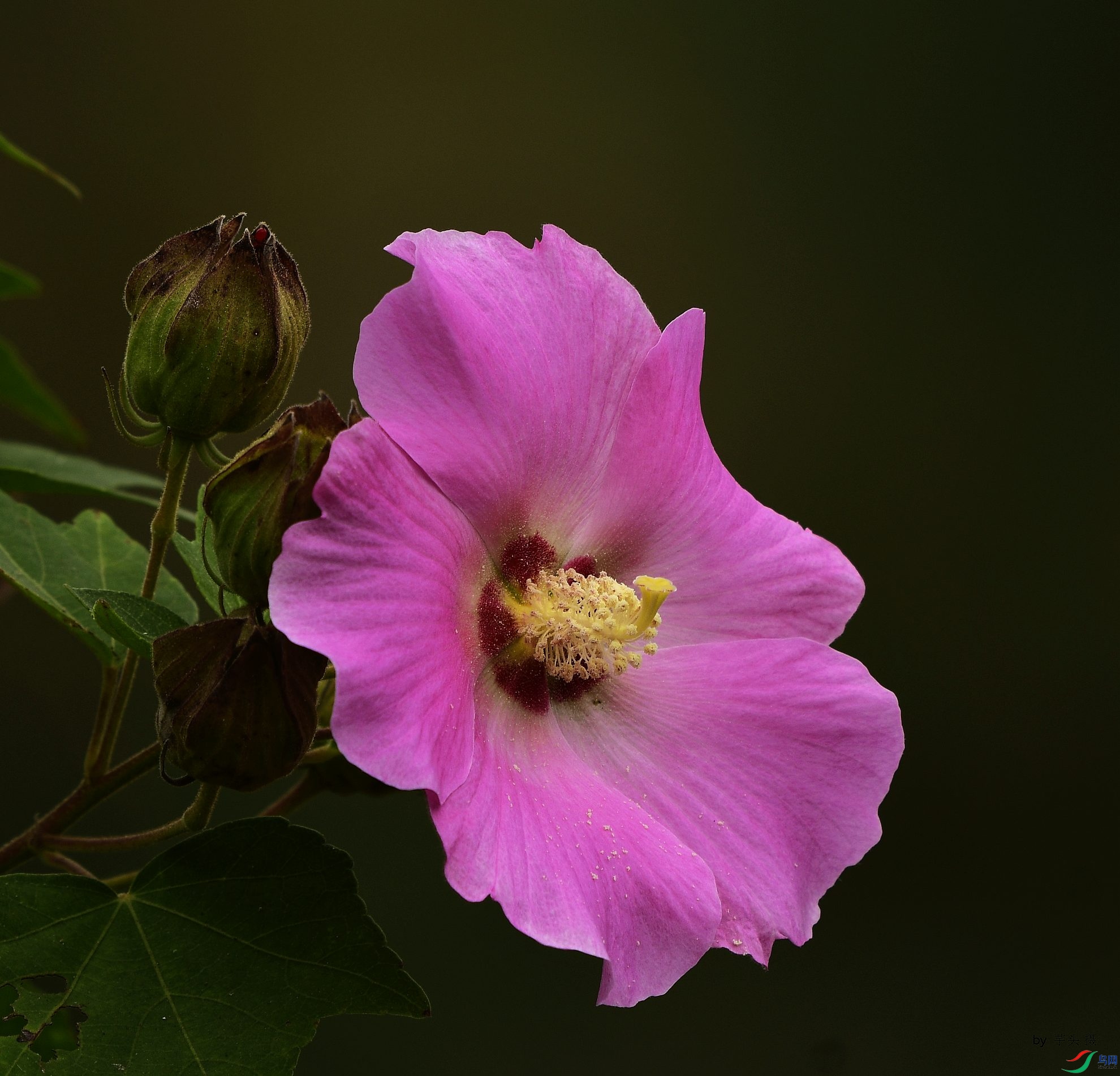 _D5D9491.jpg