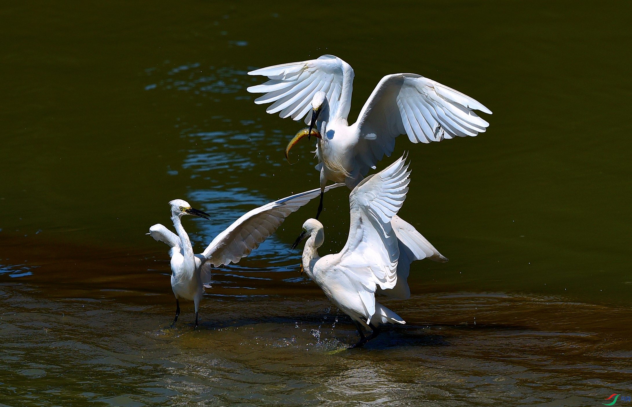 DSC_3615_conew1.jpg