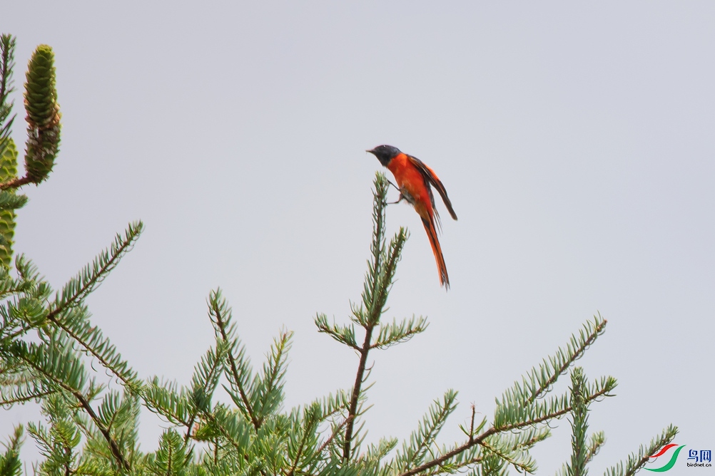 DSC_6972a.jpg