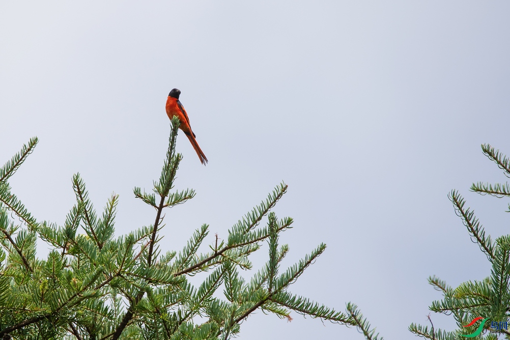 DSC_6978a.jpg