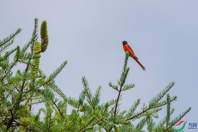 DSC_6973a.jpg