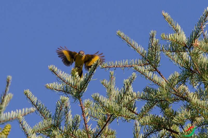 DSC_7154a.jpg