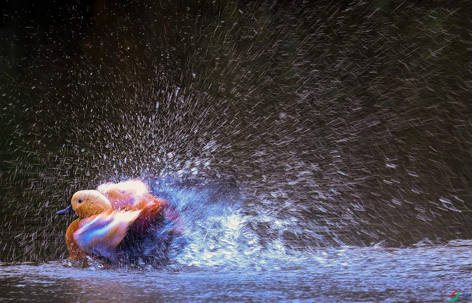 水花四溅