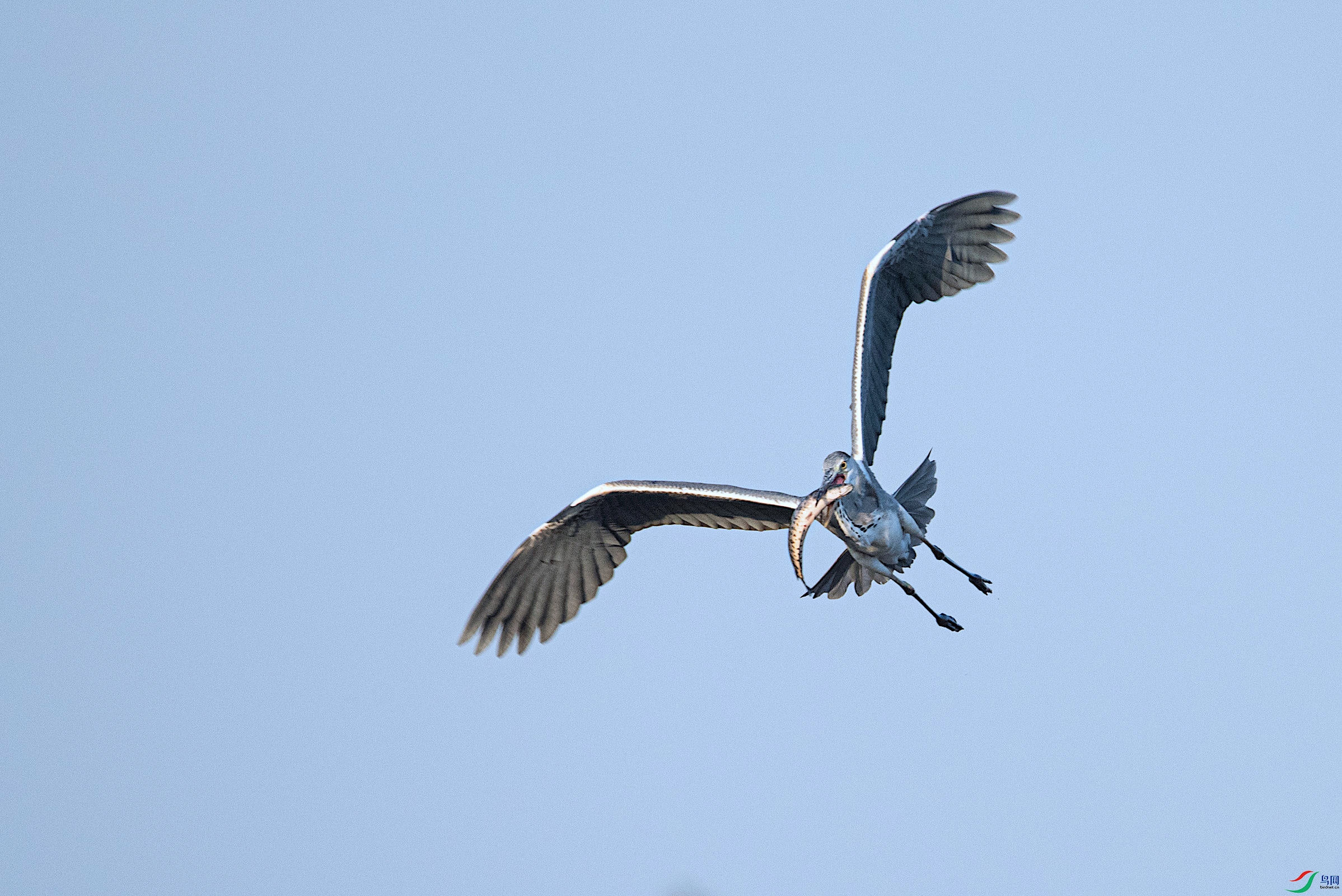 DSC_6339.jpg