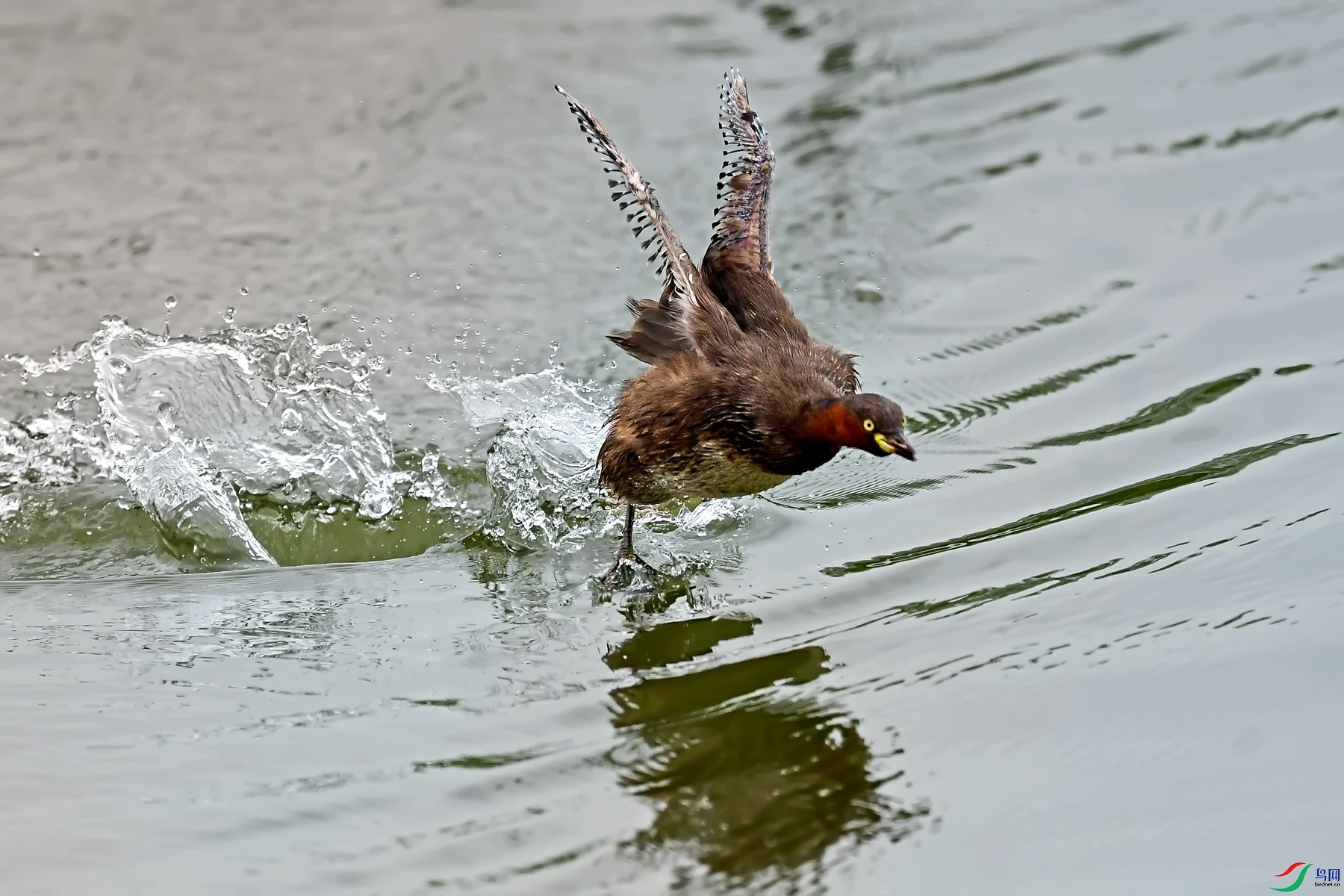 DSC_2225.jpg