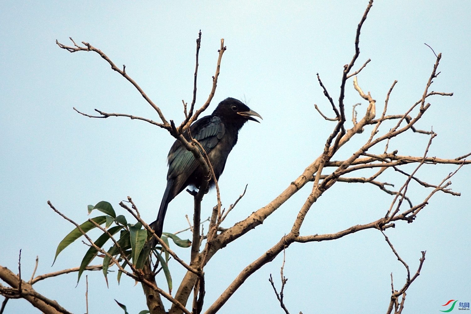 3 (1)���ھ�β.JPG