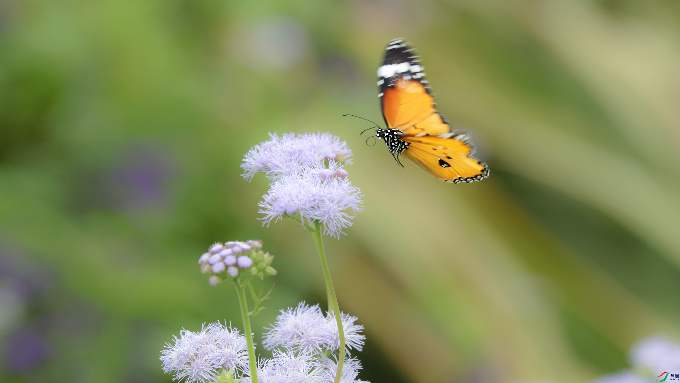 _DSC2117_DxO.jpg
