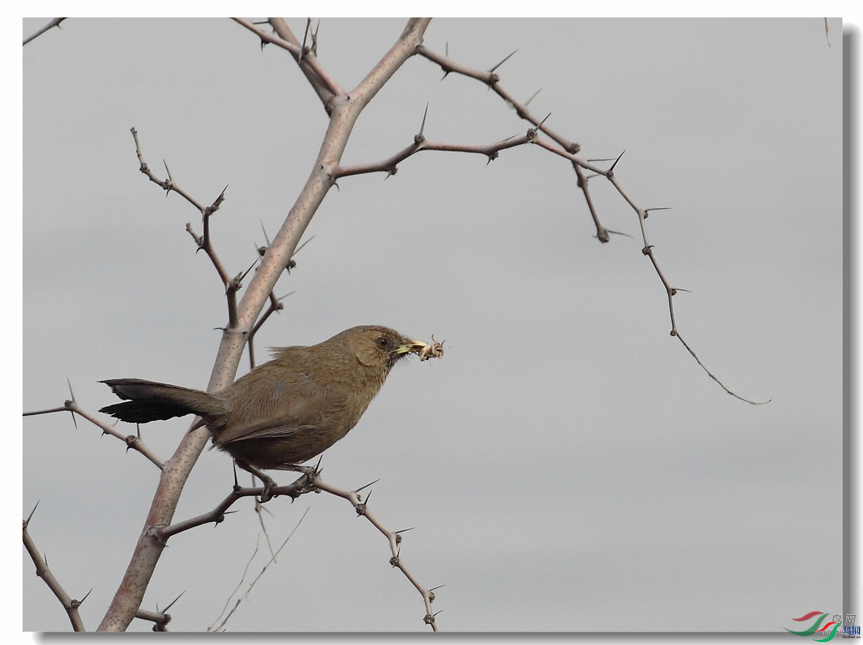 �����ɽ  ��ʦ�����ںӱ�ʡʯ��ׯ��ƽɽ��.jpg