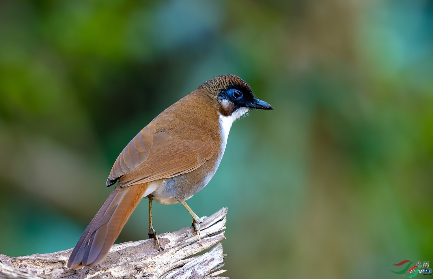 ��֮�Ժ�  ��ʦ����������ʡ��ɽ��.jpg