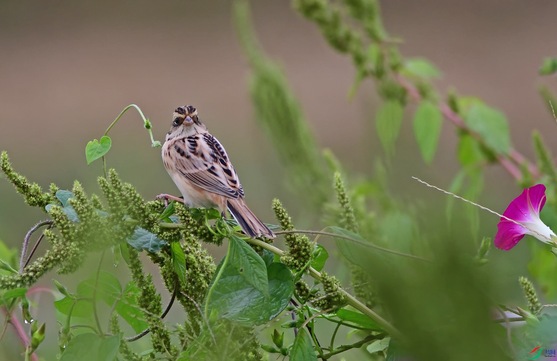 DSC_4474.jpg