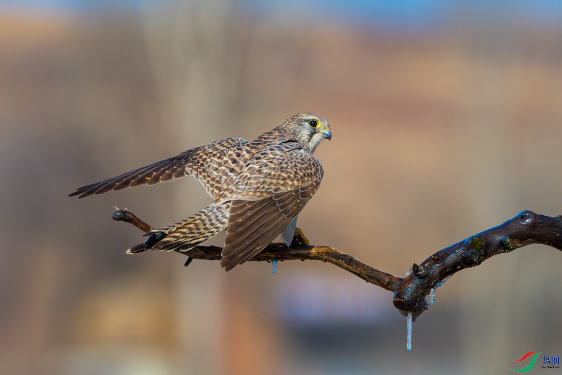 _DSC5495--����.jpg