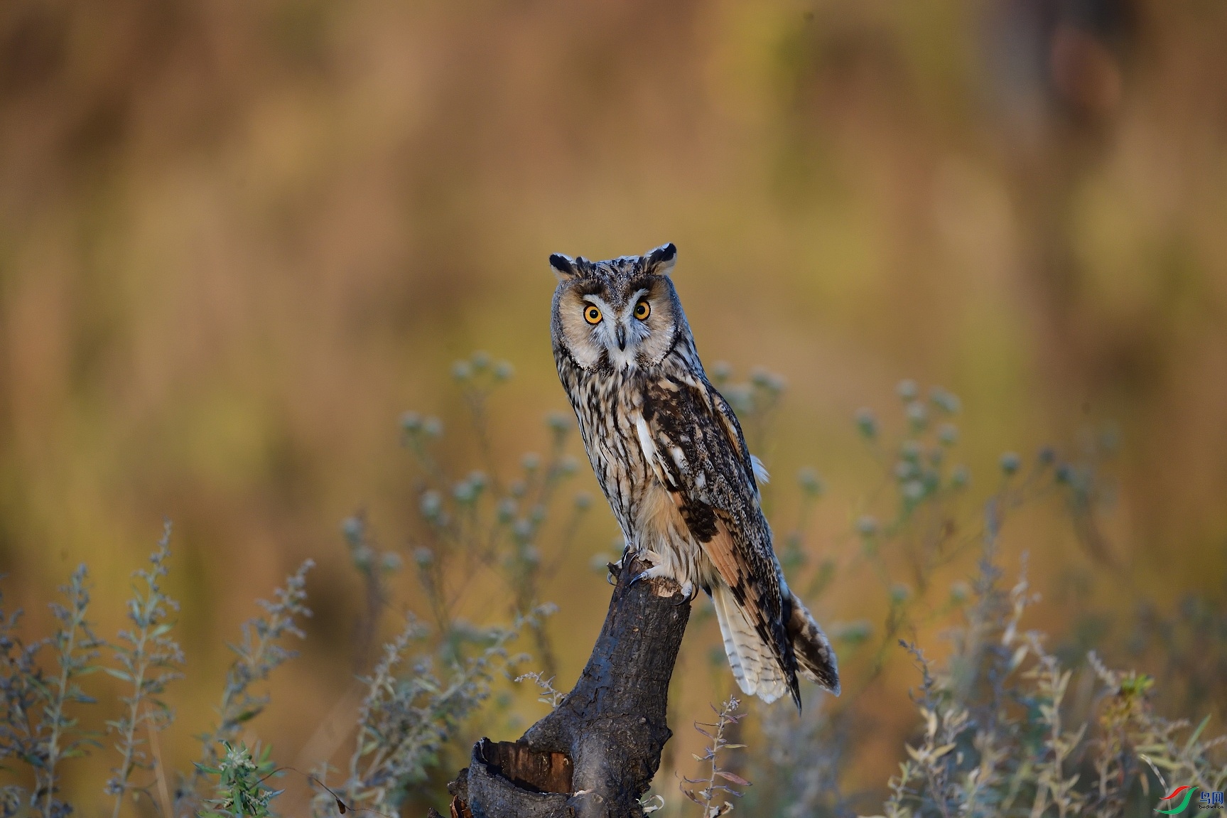 DSC_3261.jpg
