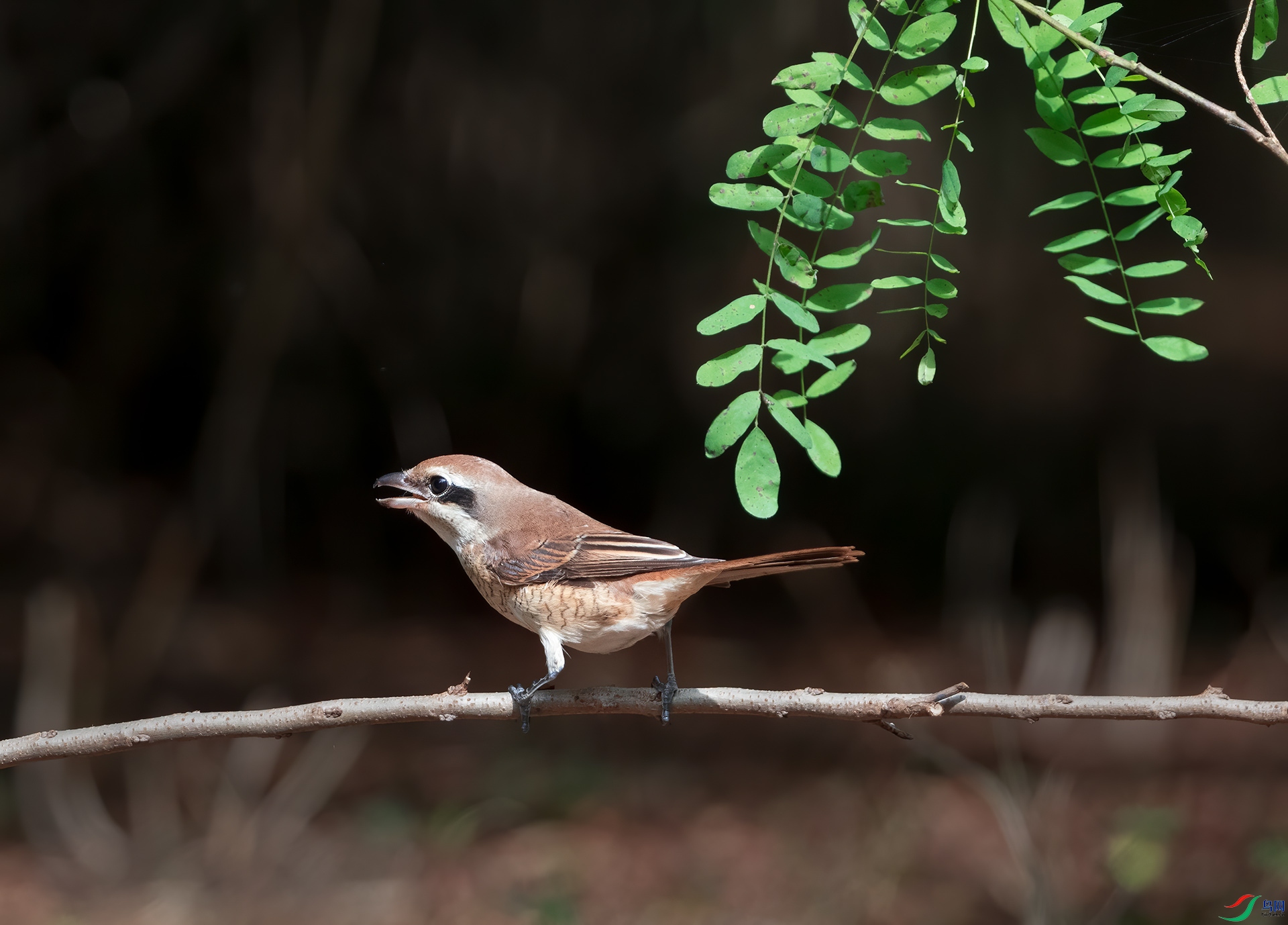 DSC_7114.jpg