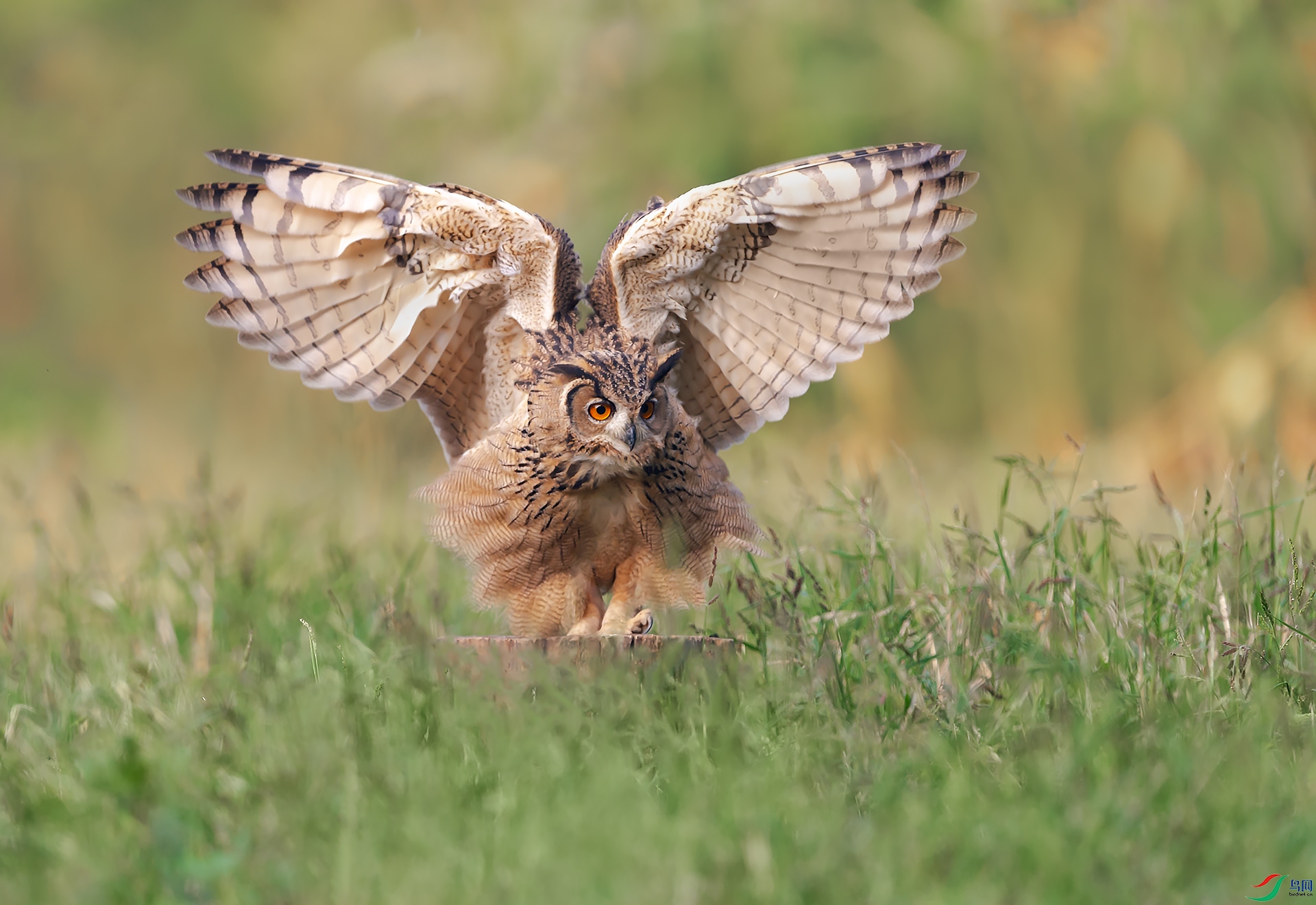 _DSC1779 ����.jpg