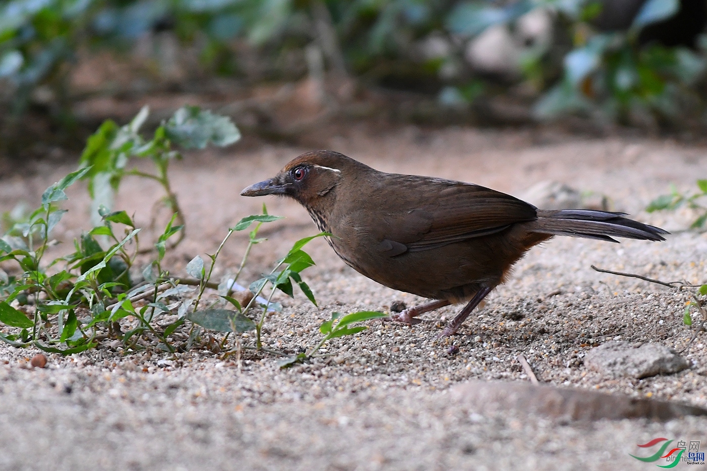 ɭ��  ��ʦ����������ʡ�º���徰����������ӯ����.jpg