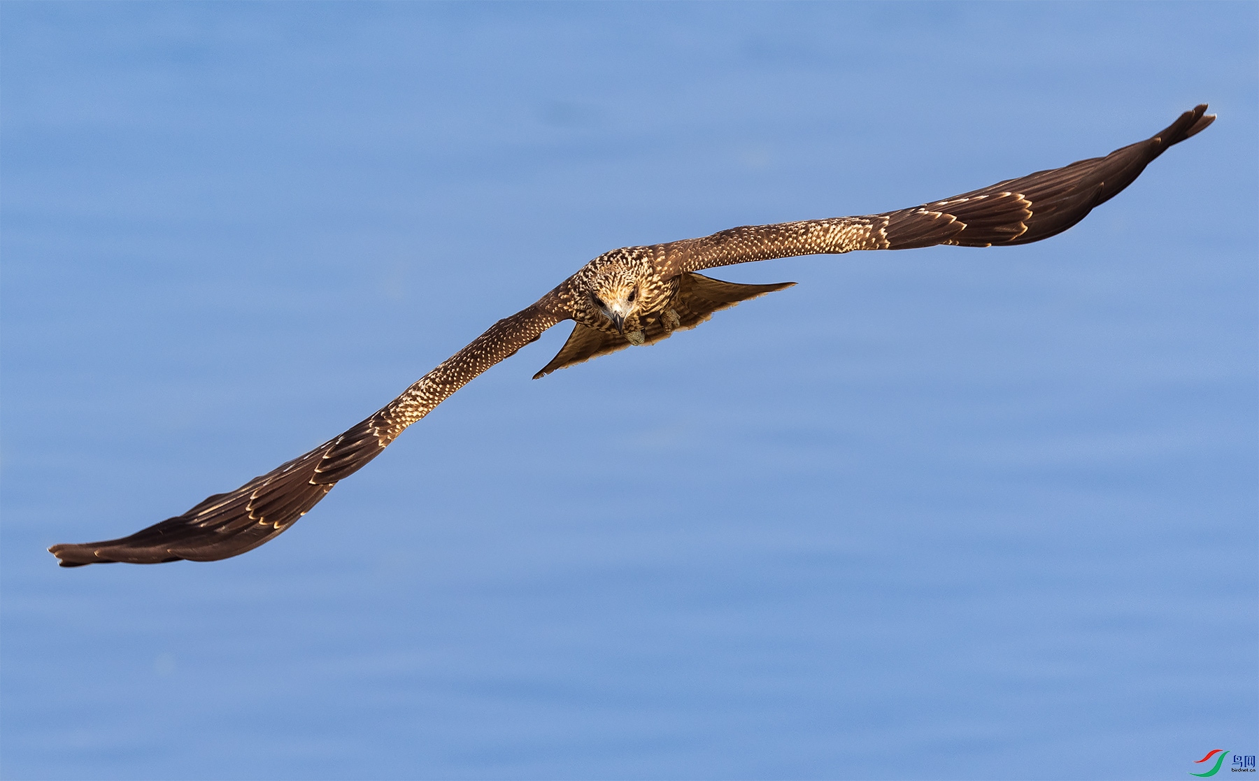 HCP_0458-1.jpg