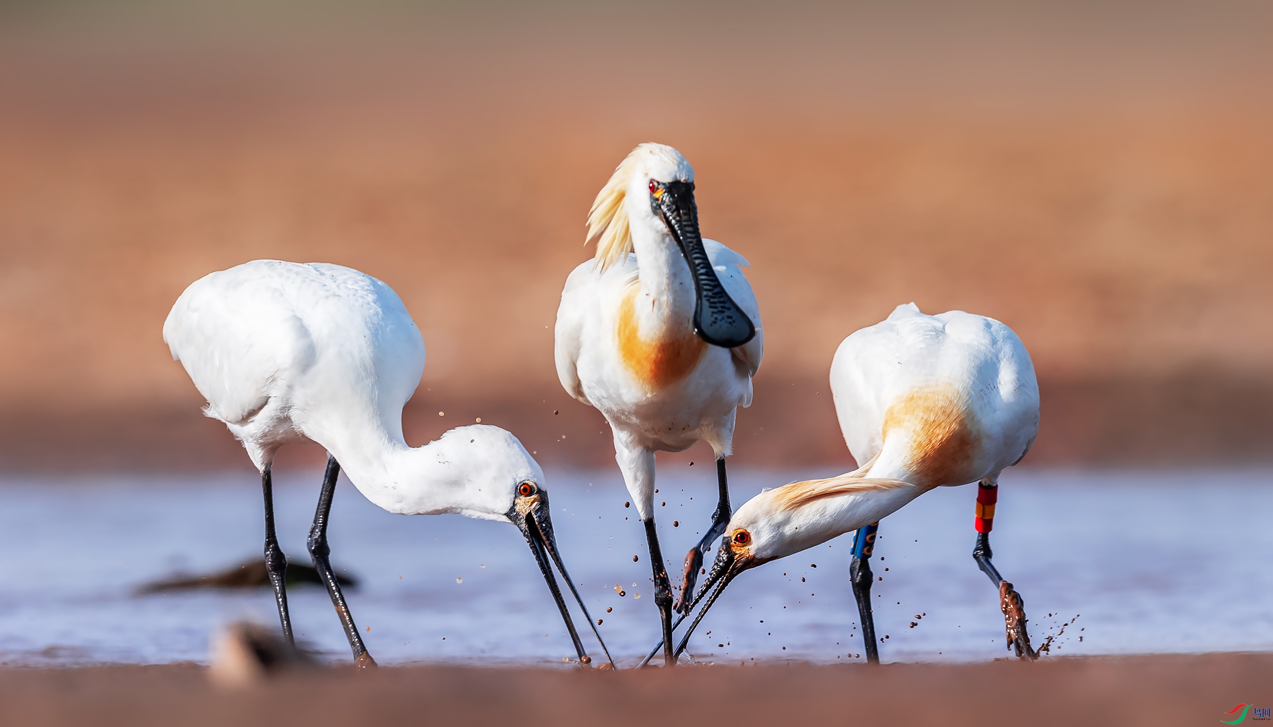 ��������