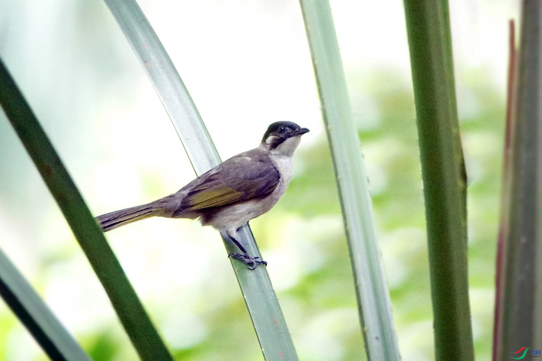 8��ͷ�� (7).JPG