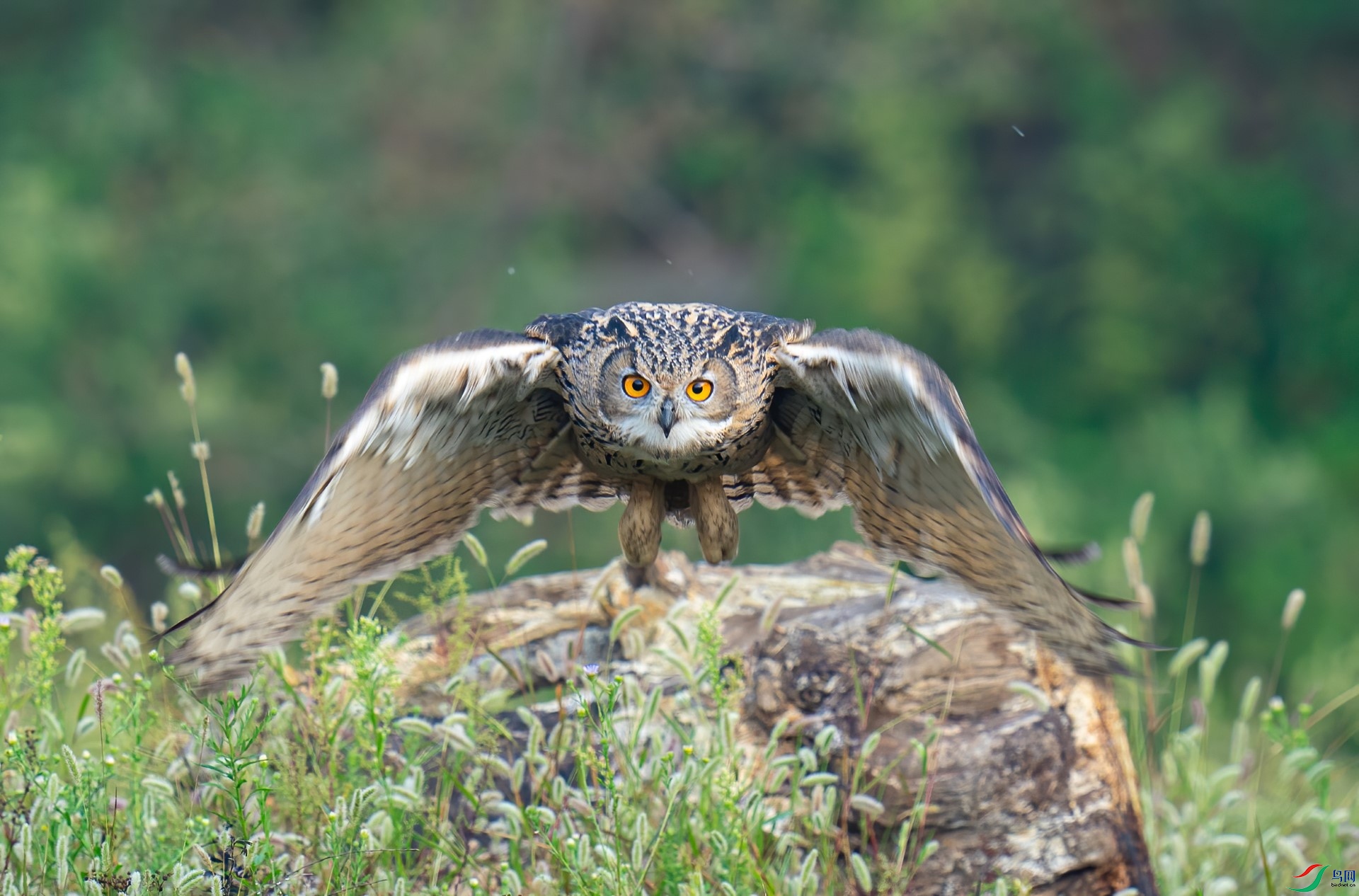 DSC08778-denoise-denoise.jpg