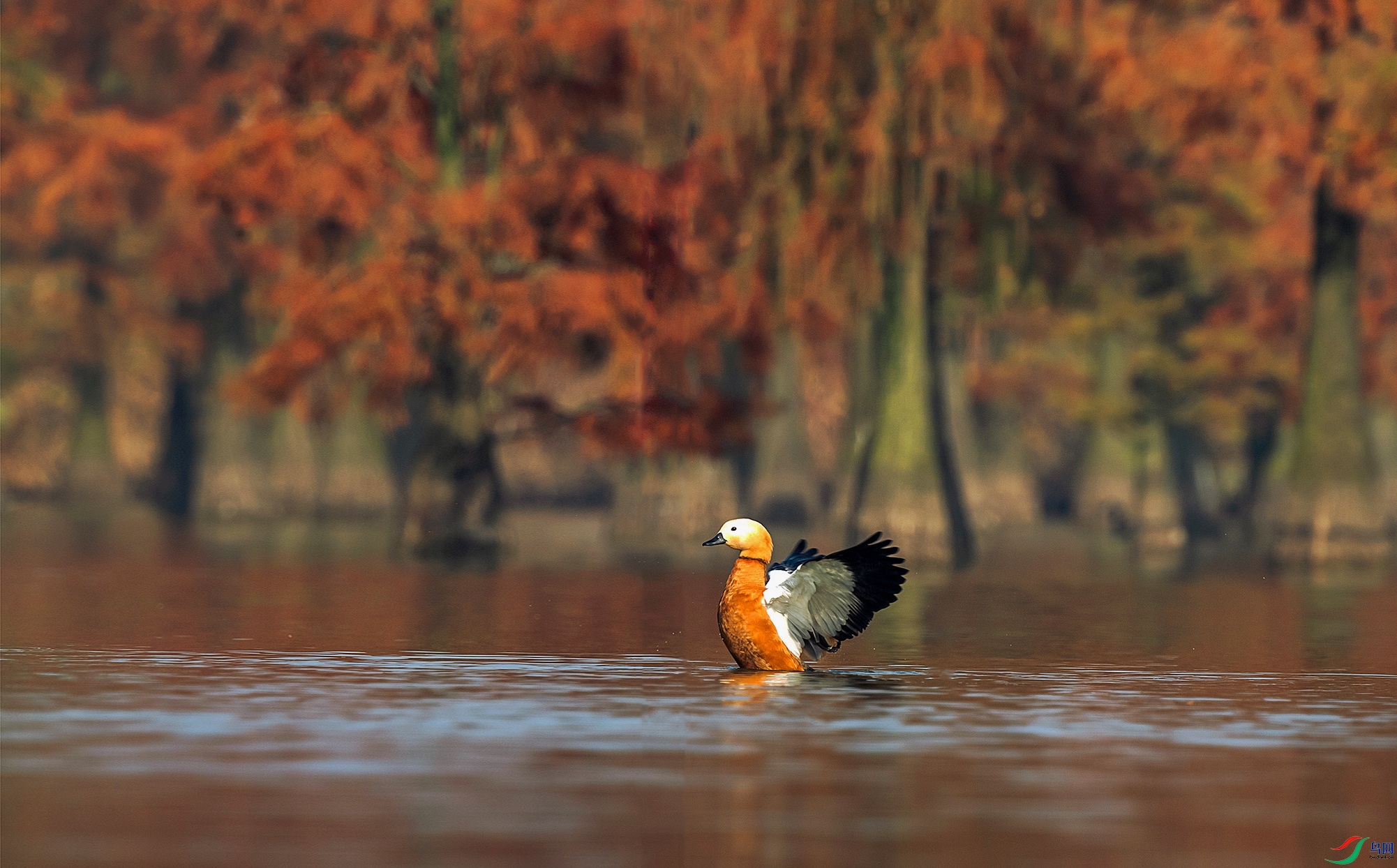 DSC_5526a.jpg