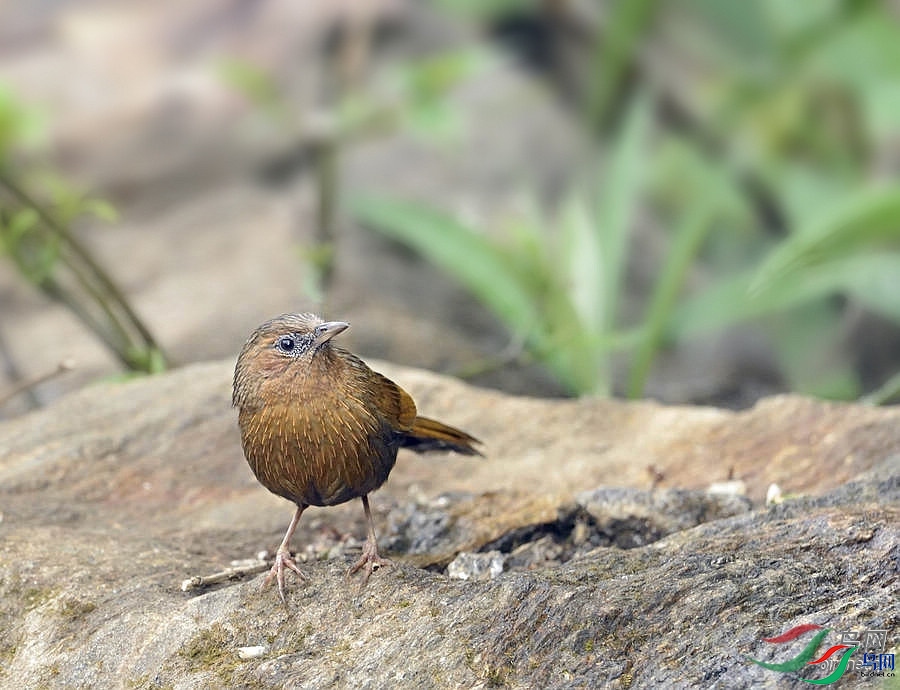 ֪������  ��ʦ��������ʦ���������������� �տ����������ľ��.jpg