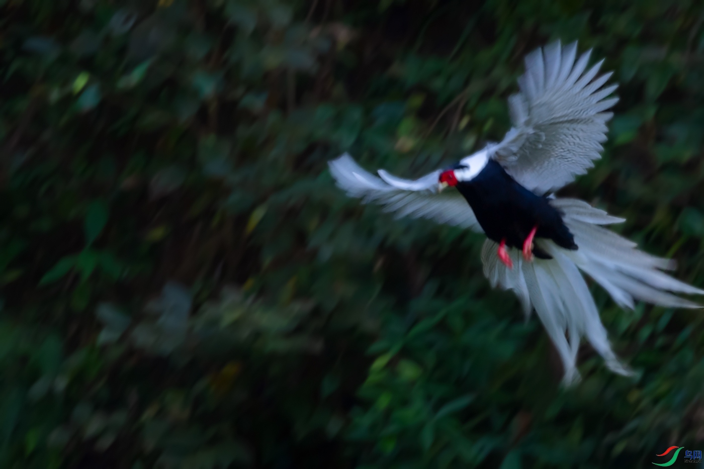 DSC_3800_DxOa.jpg