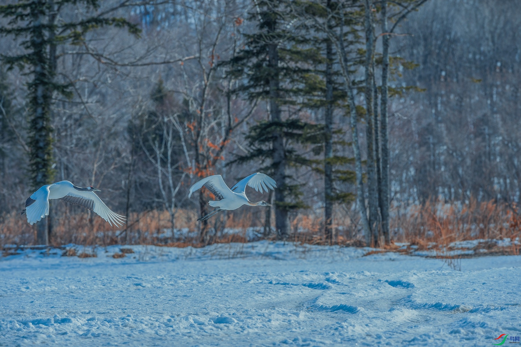 DSC_9827_����.jpg