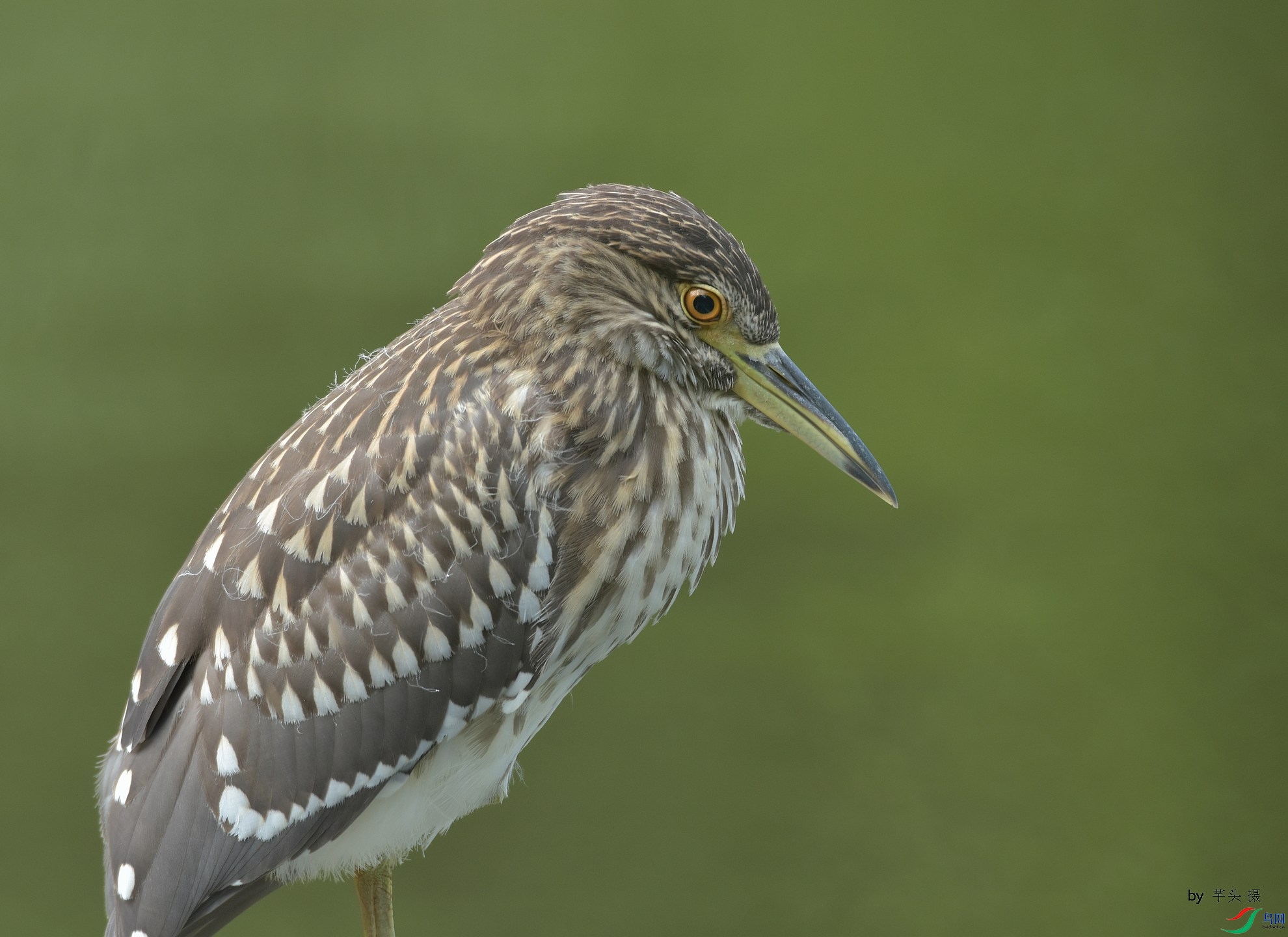 D72_6460.jpg