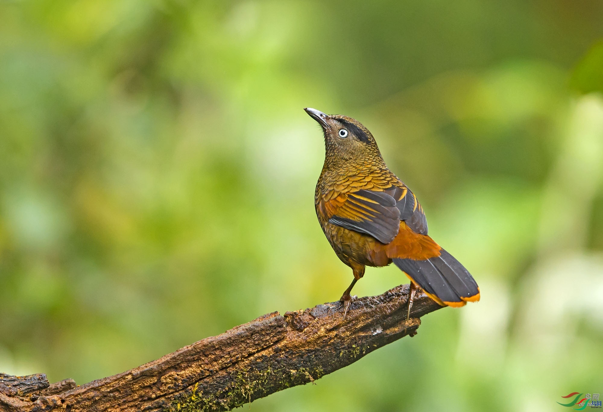 ����   ��ʦ����.jpg