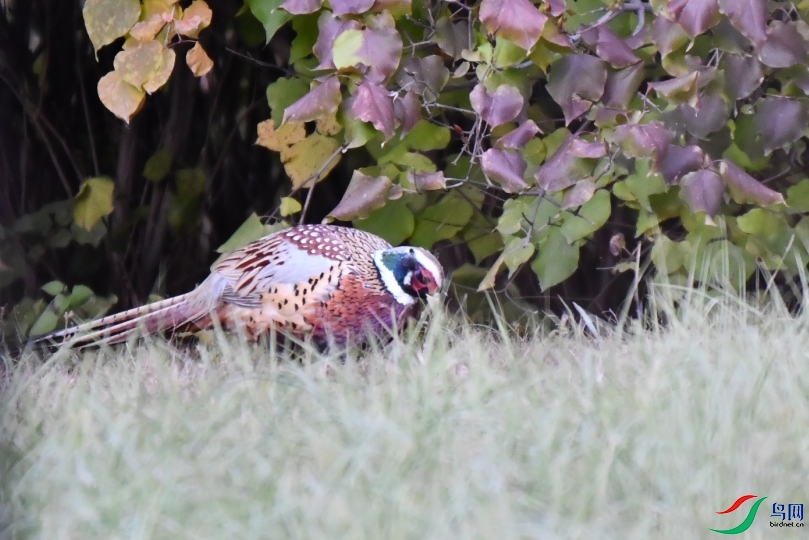 dsc_6467_ABC��ͼ.jpg