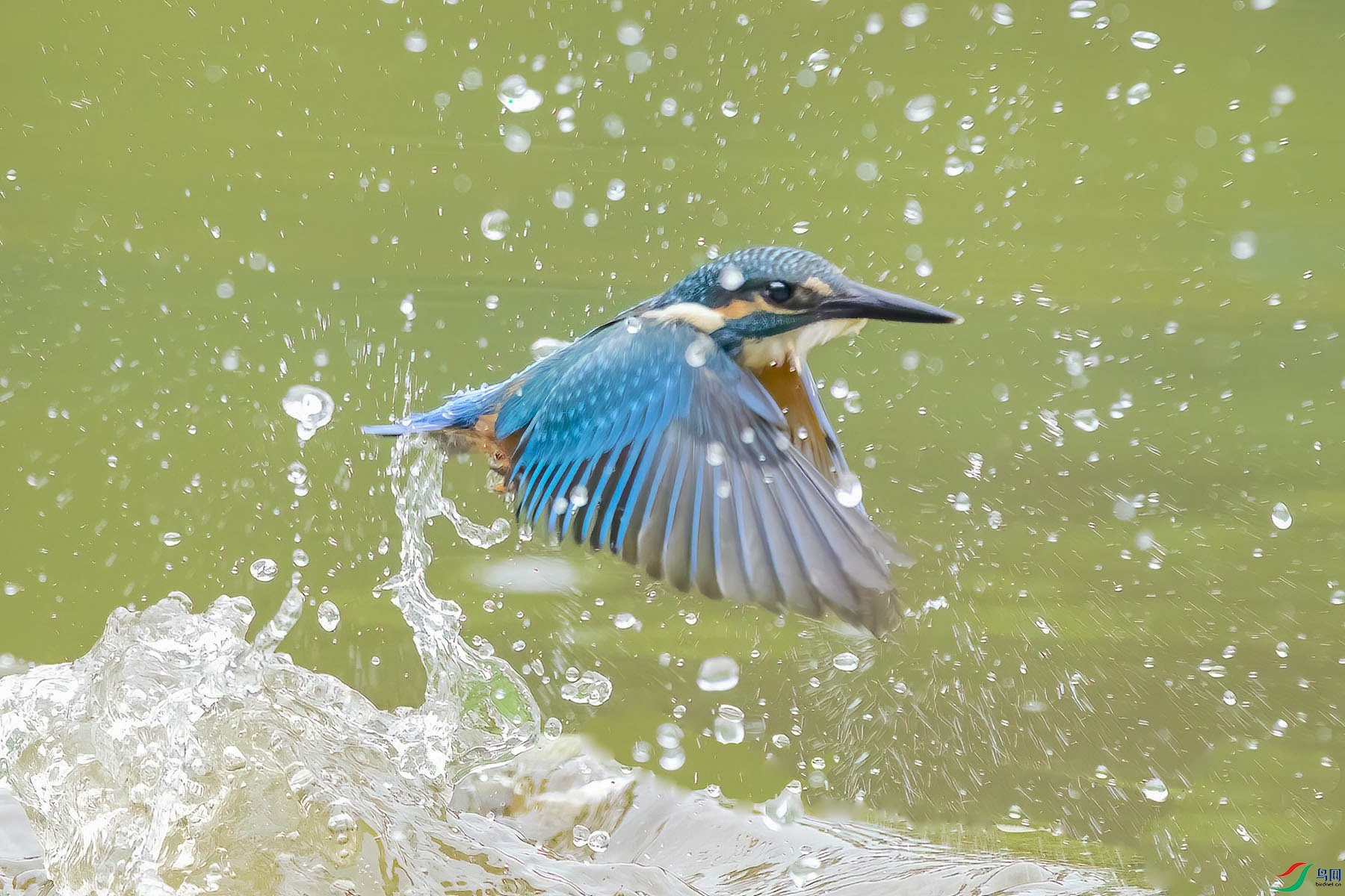 D5W_0830-1.jpg