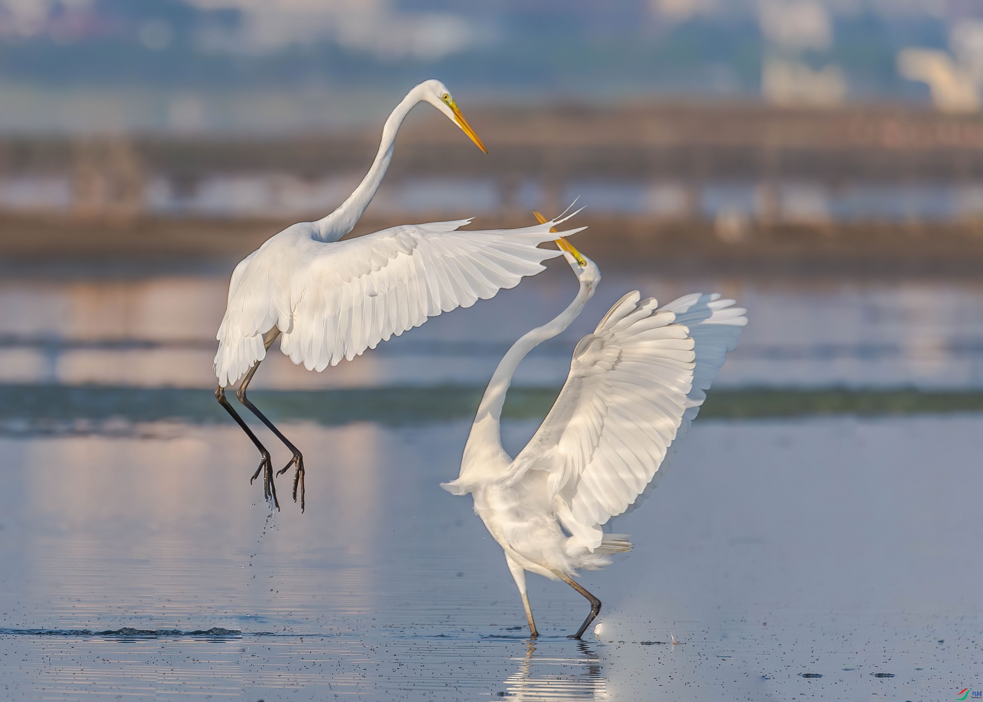 黄嘴白鹭也叫白鹭或唐白鹭是一种中型渋禽体长4665厘米体重320650克