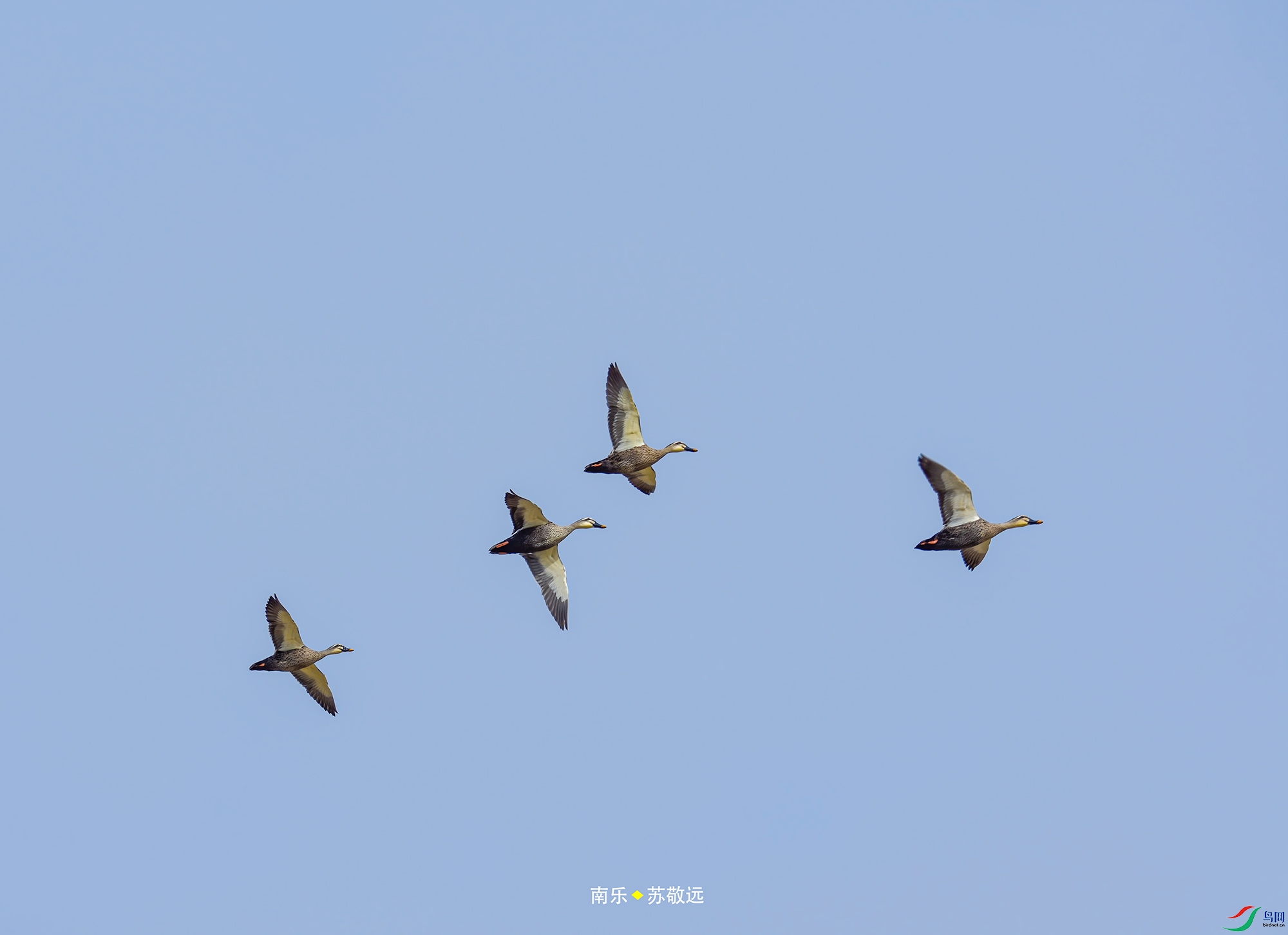 _DSC6175С.jpg