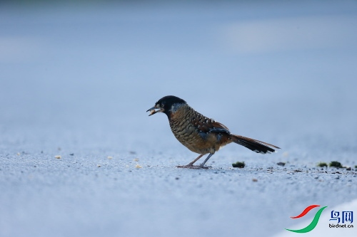 DPP_0429.JPG