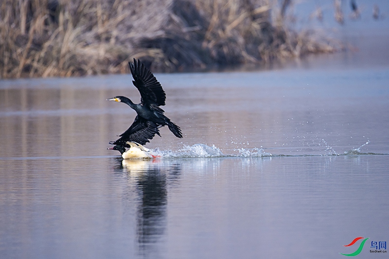 _DSC5485.jpg