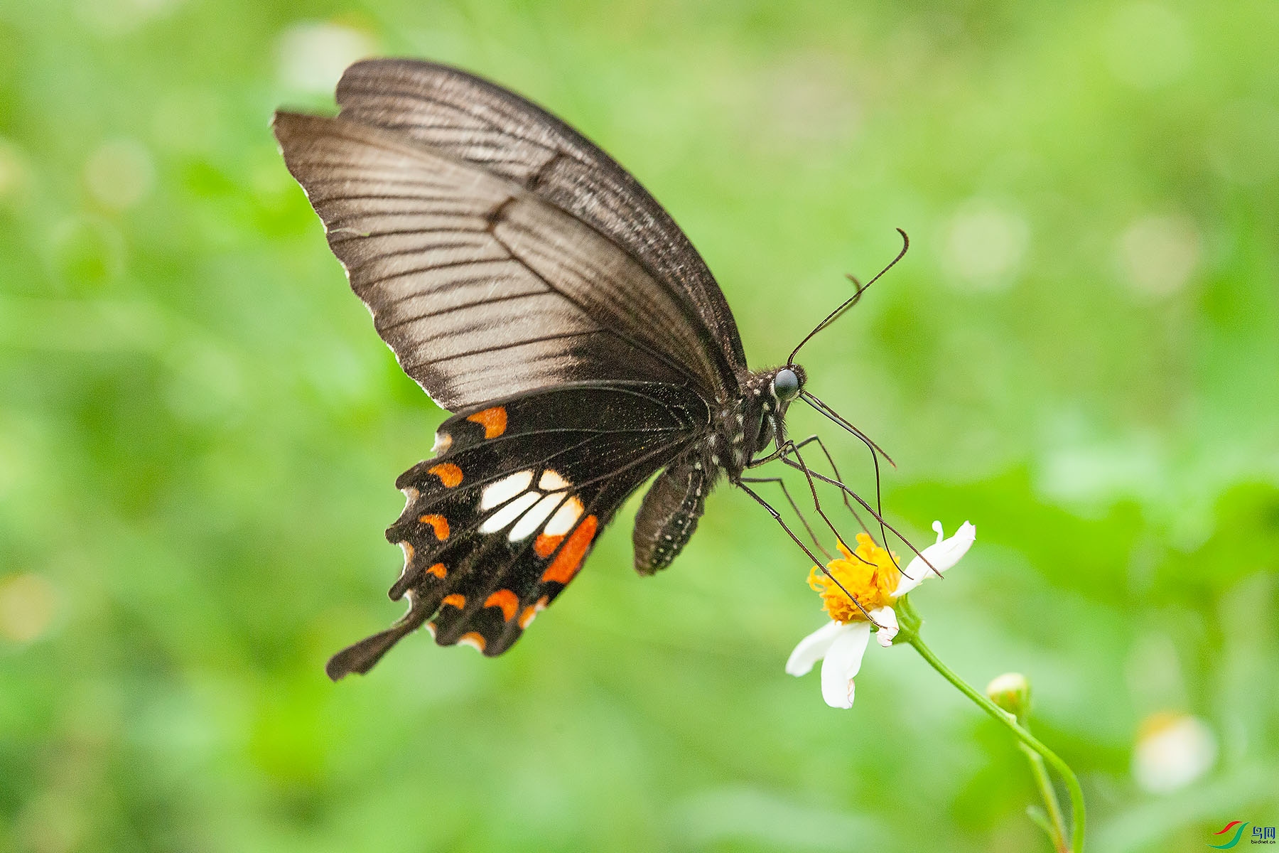 _DSC7390x.jpg